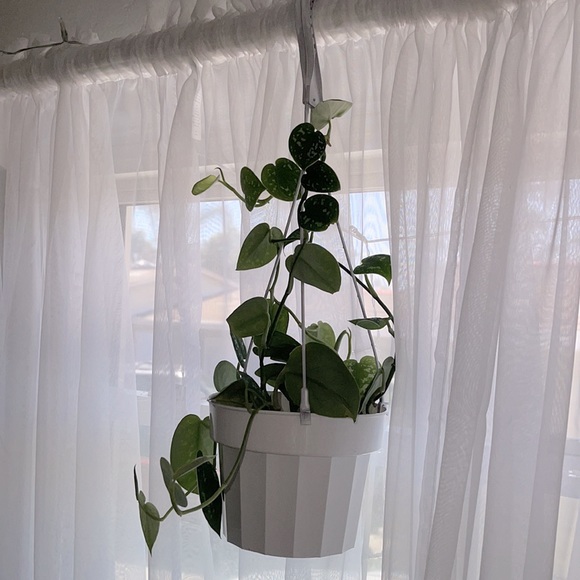 LIVE Silver Satin Pothos Plant - Picture 8 of 8